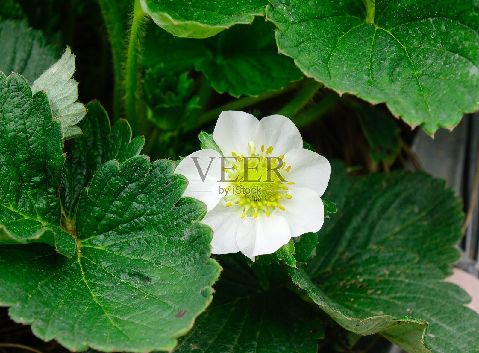 花园里的草莓花照片摄影图片