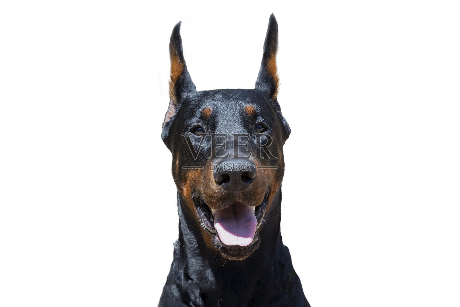 白色背景上的杜宾犬的肖像照片摄影图片