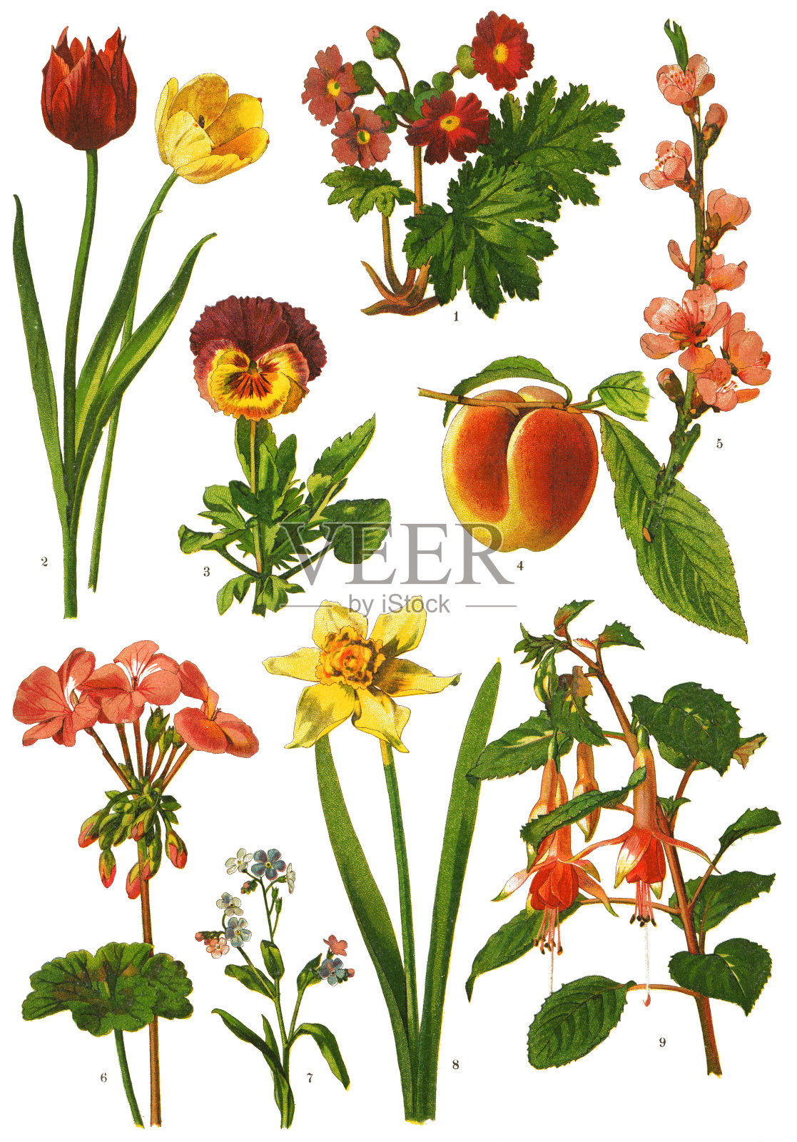 药用草本植物插画图片素材