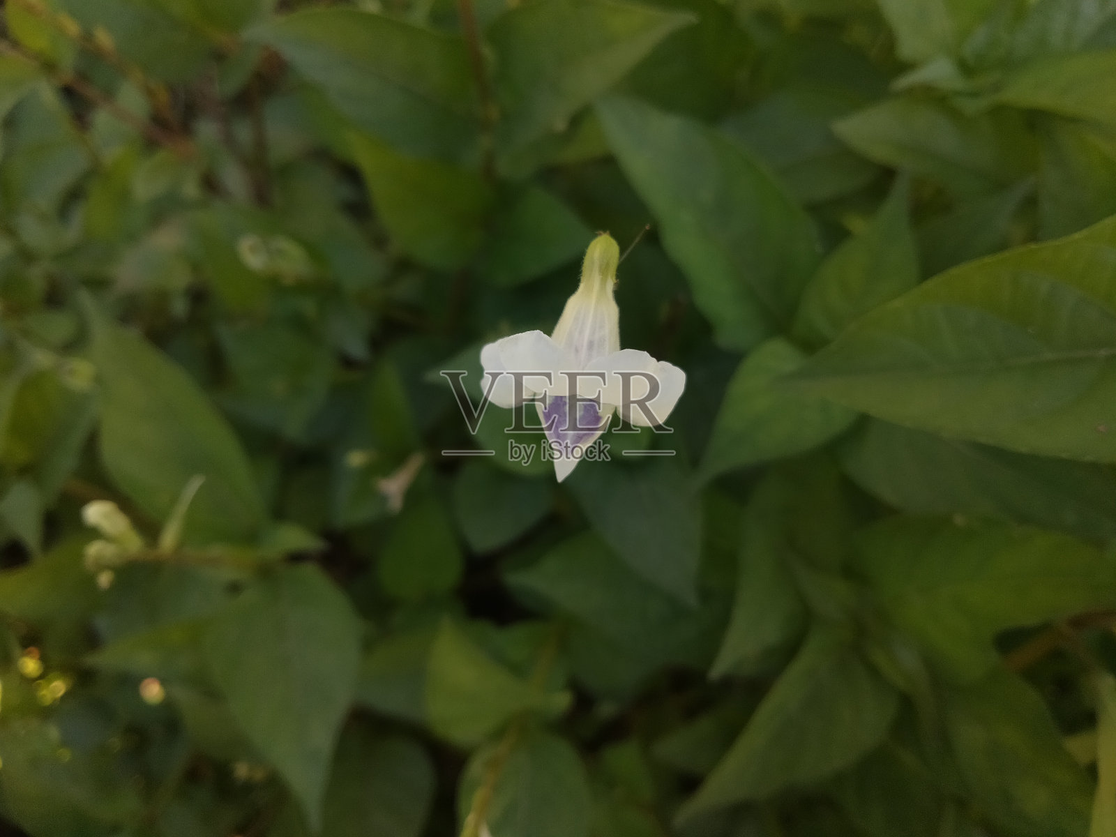 美丽的花照片摄影图片