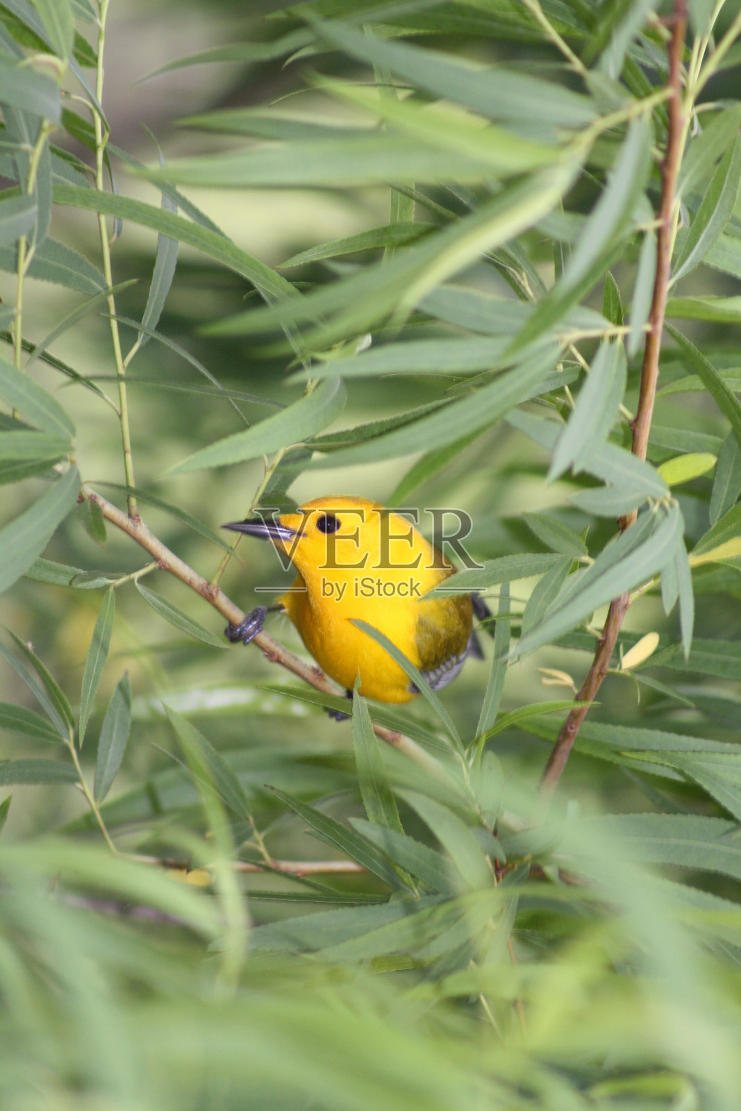 偷看一本书照片摄影图片