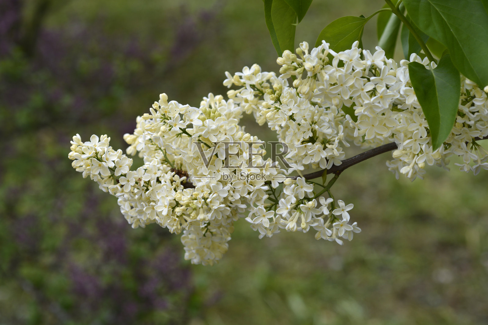 淡紫色的月见草照片摄影图片
