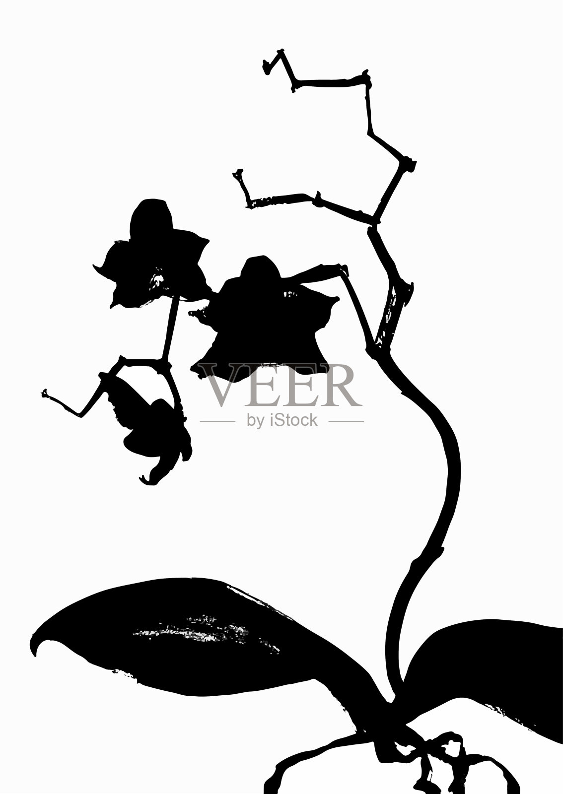 墨花兰花在茎上插画图片素材