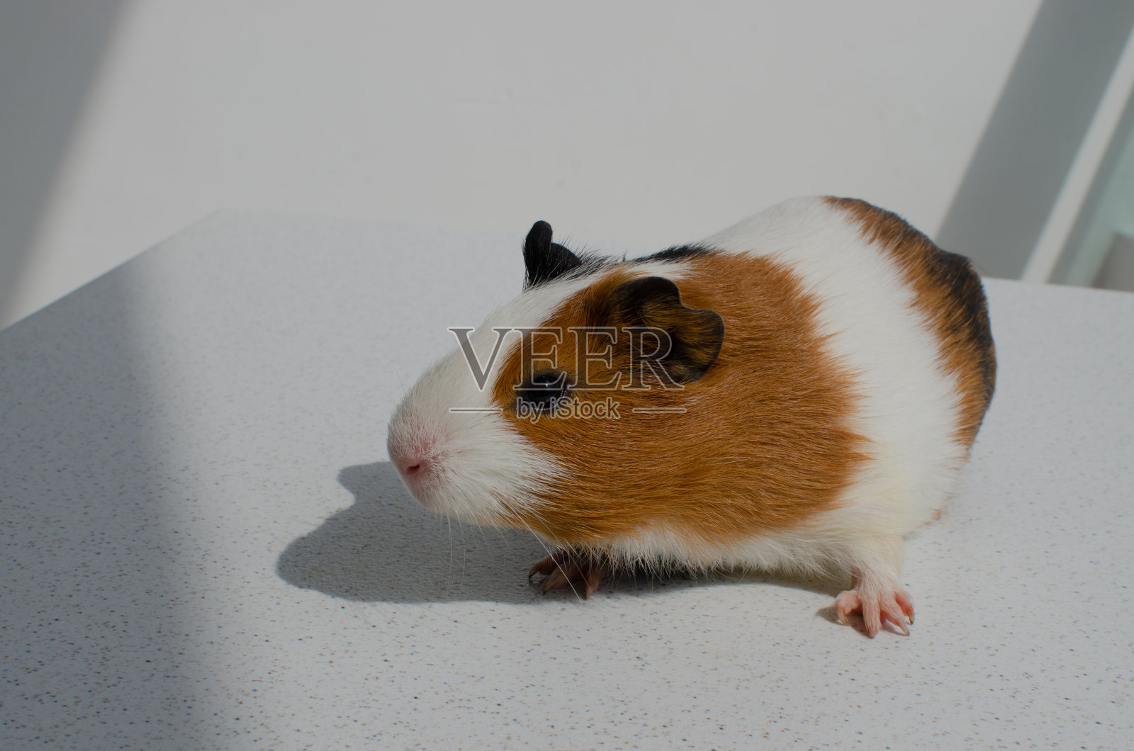 忠实的啮齿动物朋友!一只豚鼠的特写，说明了对宠物和啮齿动物的特殊照顾和感情的概念。照片摄影图片