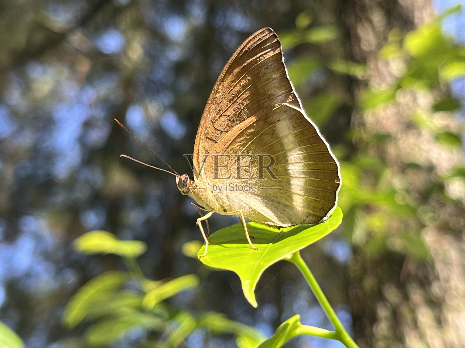 蝴蝶照片摄影图片