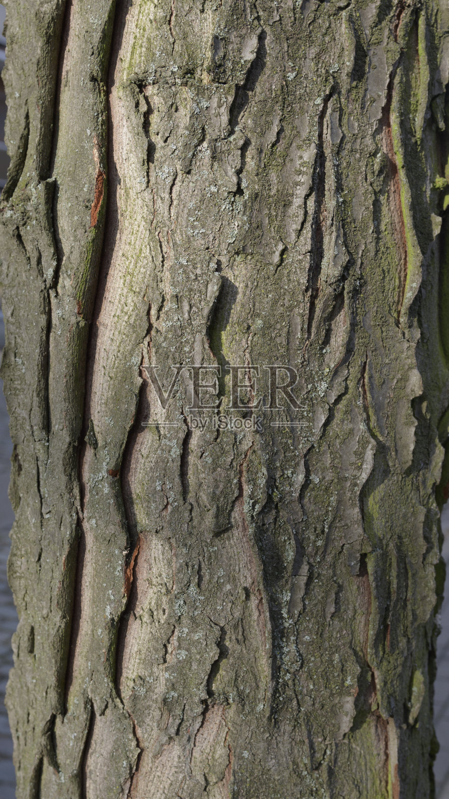 多年生树木的纹理垂直格式。冬天太阳的影子照片摄影图片