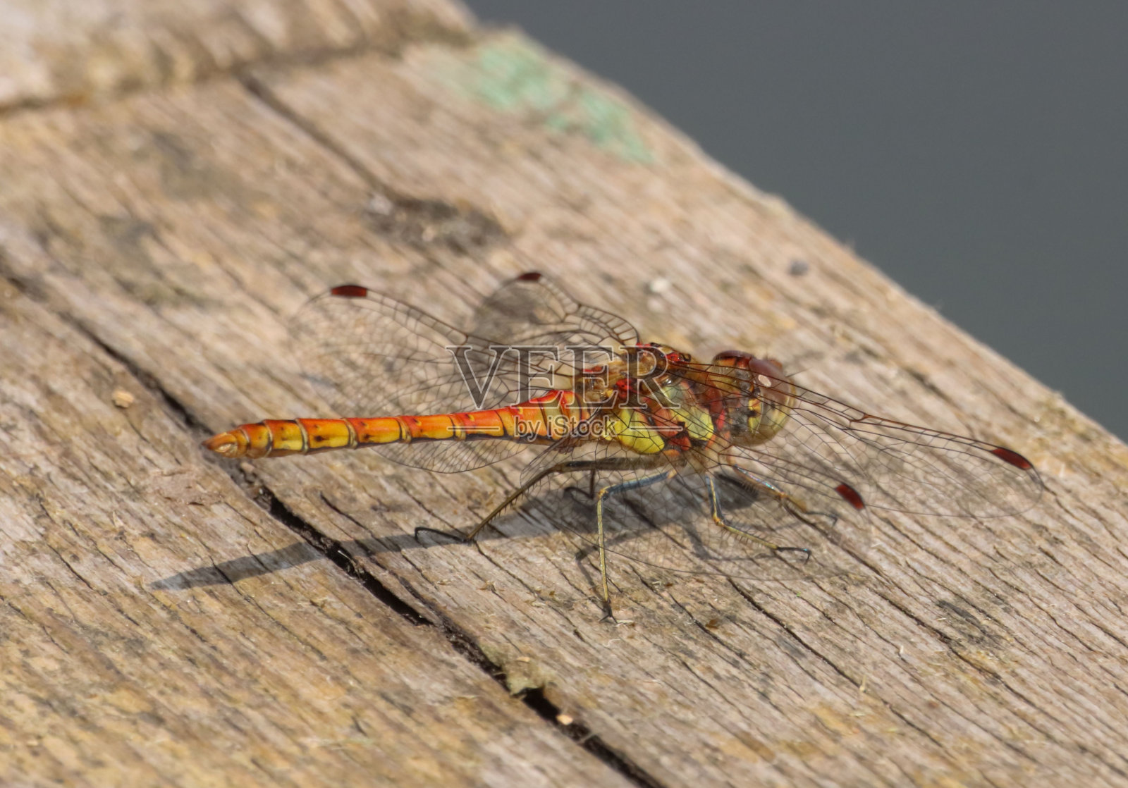 一只充满活力的普通蜻蜓栖息在靠近水体的一块木头上。照片摄影图片