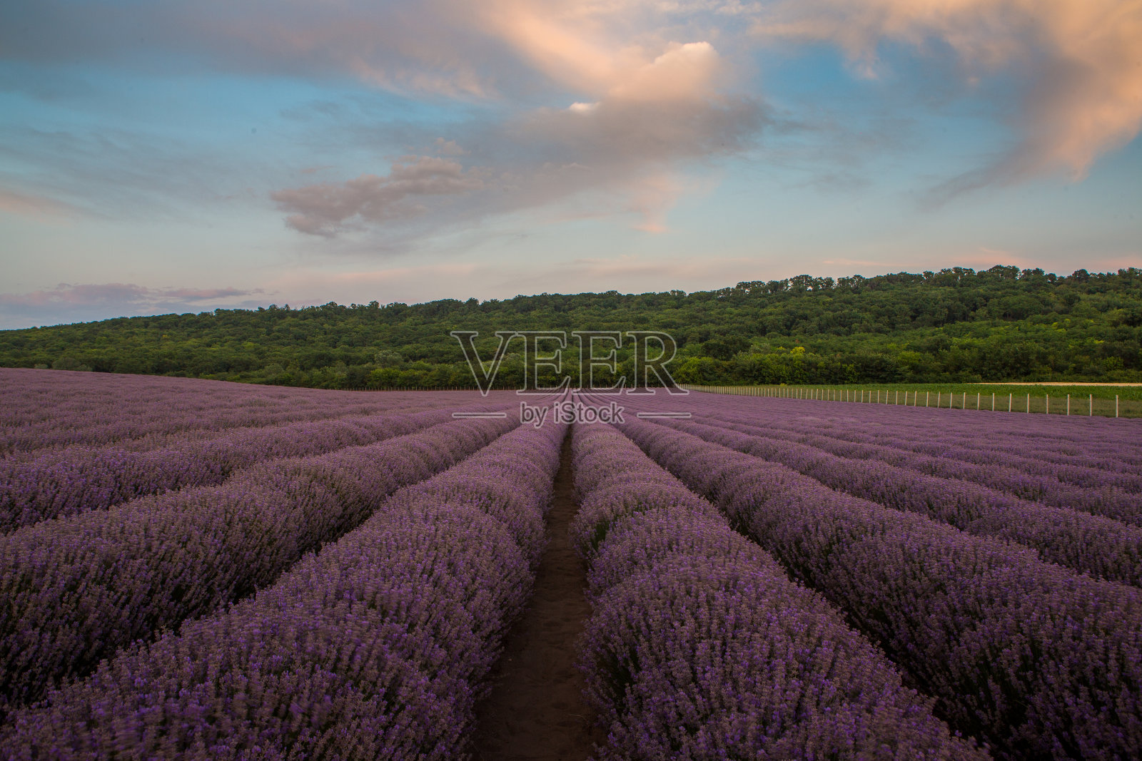 盛开的薰衣草花在普罗旺斯照片摄影图片