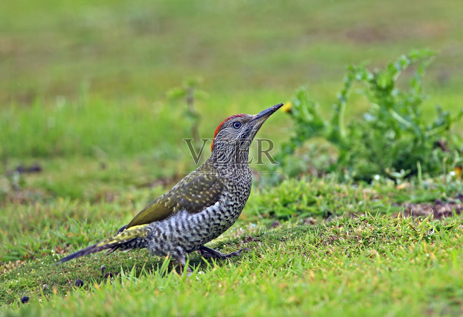 绿啄木鸟照片摄影图片