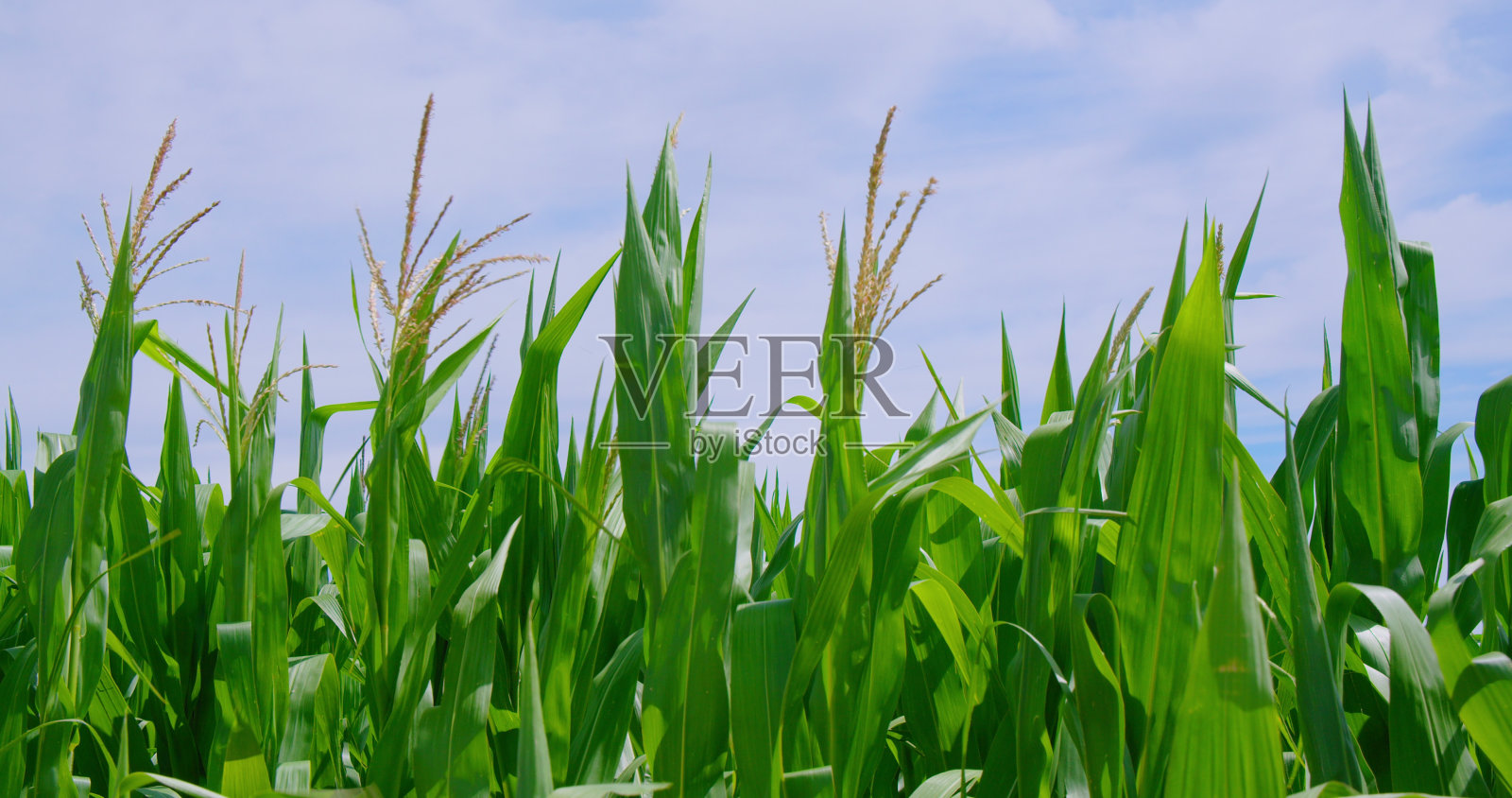 盛开的玉米田特写。玉米正盛开在玉米地里，在柜台的灯光下，绿色的玉米茎和玉米棒上的玉米在风中缓缓移动照片摄影图片