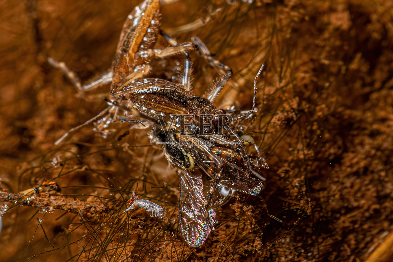 小涟漪虫照片摄影图片