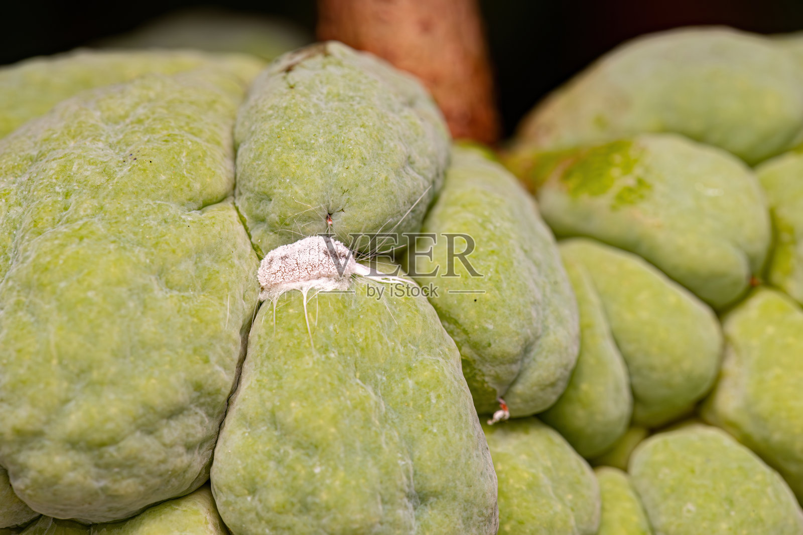 白鳞虫照片摄影图片