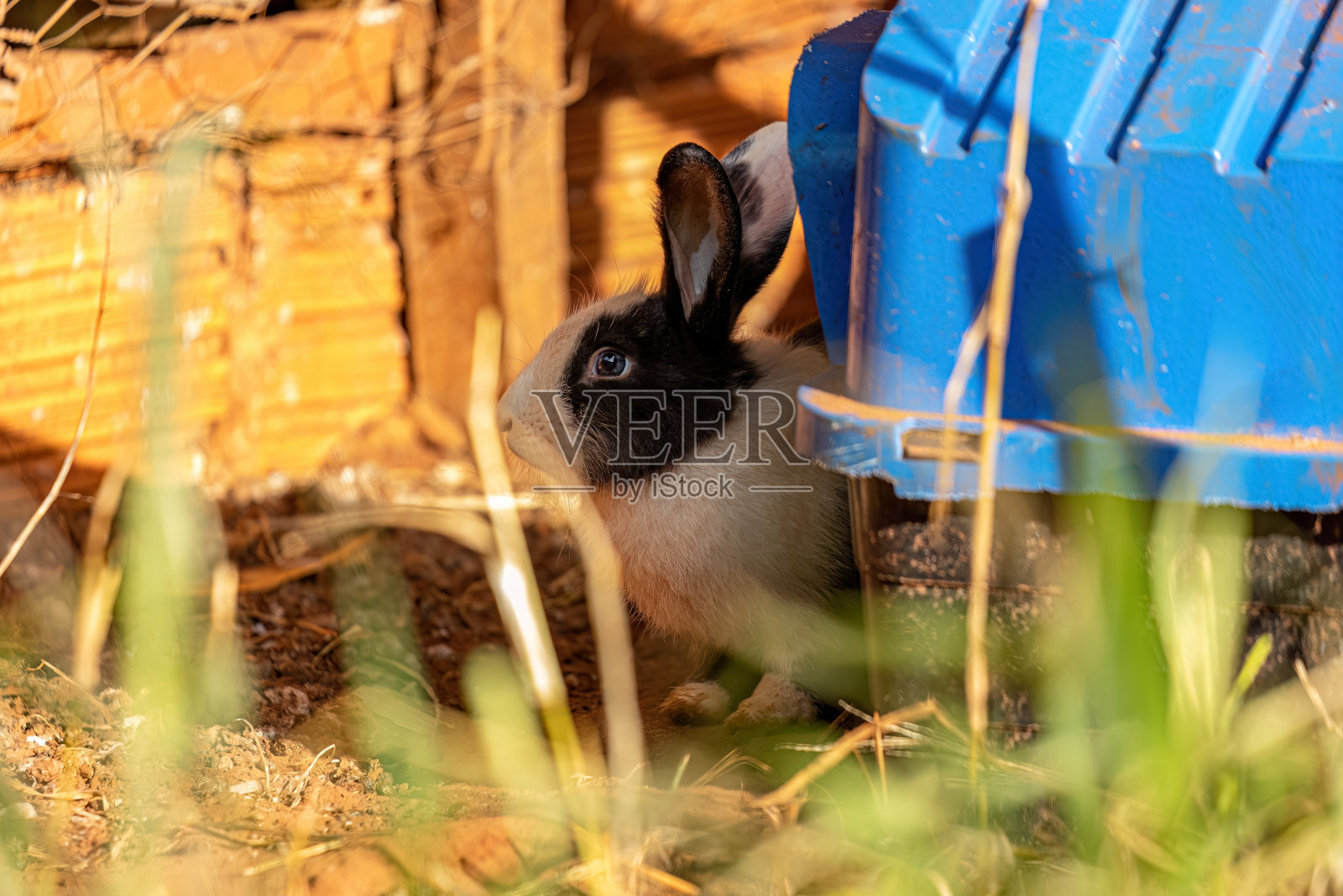 欧洲兔照片摄影图片