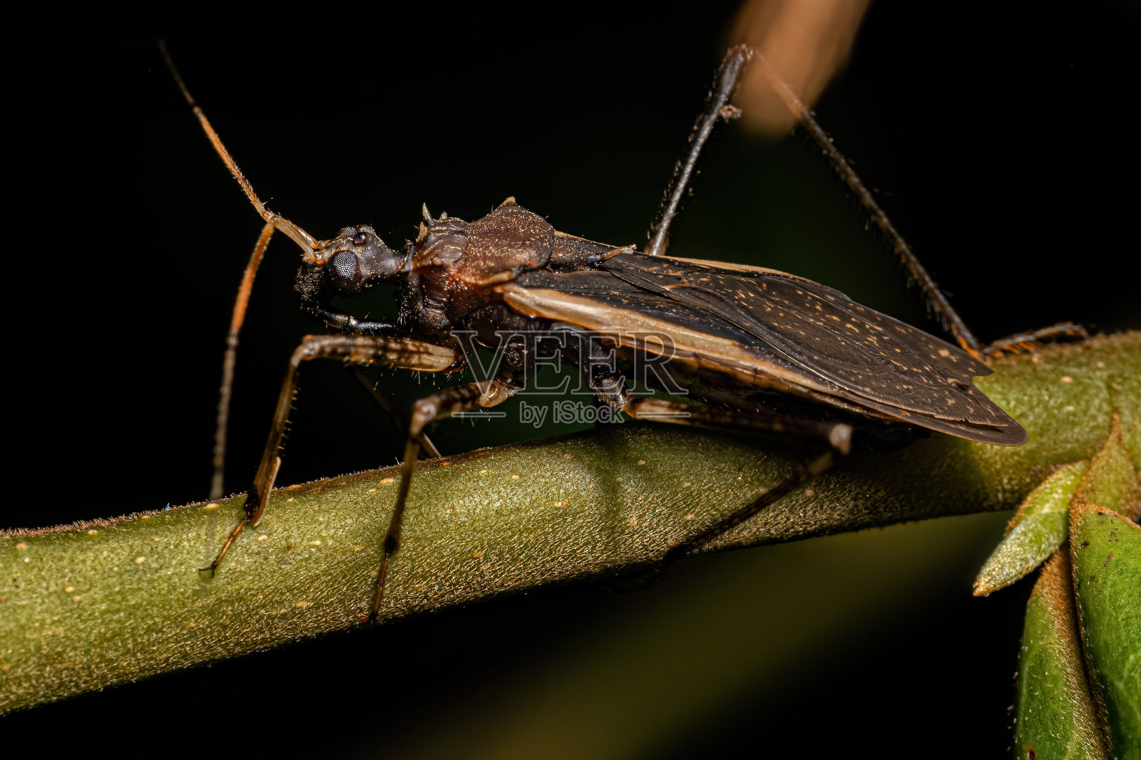 成年刺客虫照片摄影图片