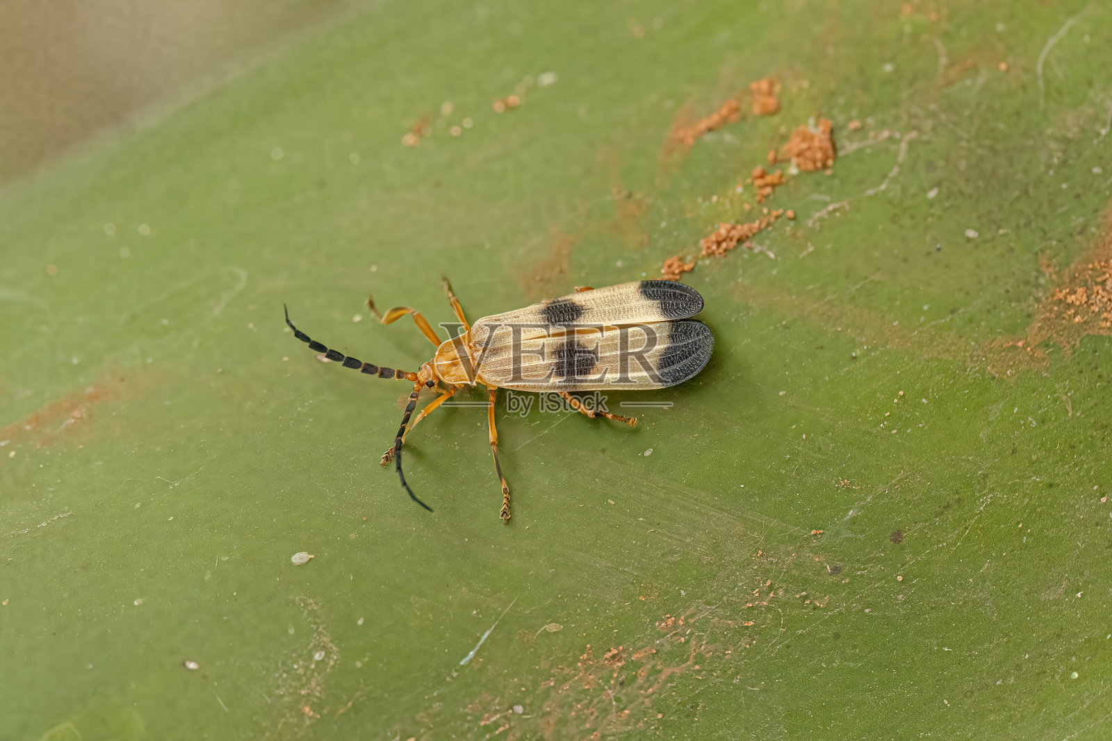 成虫网翅甲虫照片摄影图片