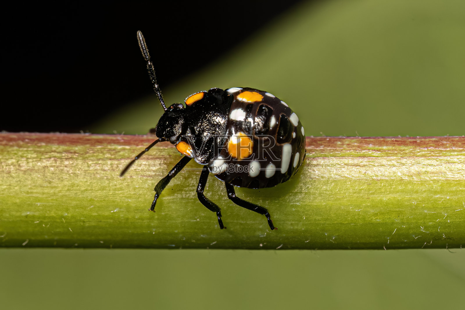 臭虫若虫照片摄影图片