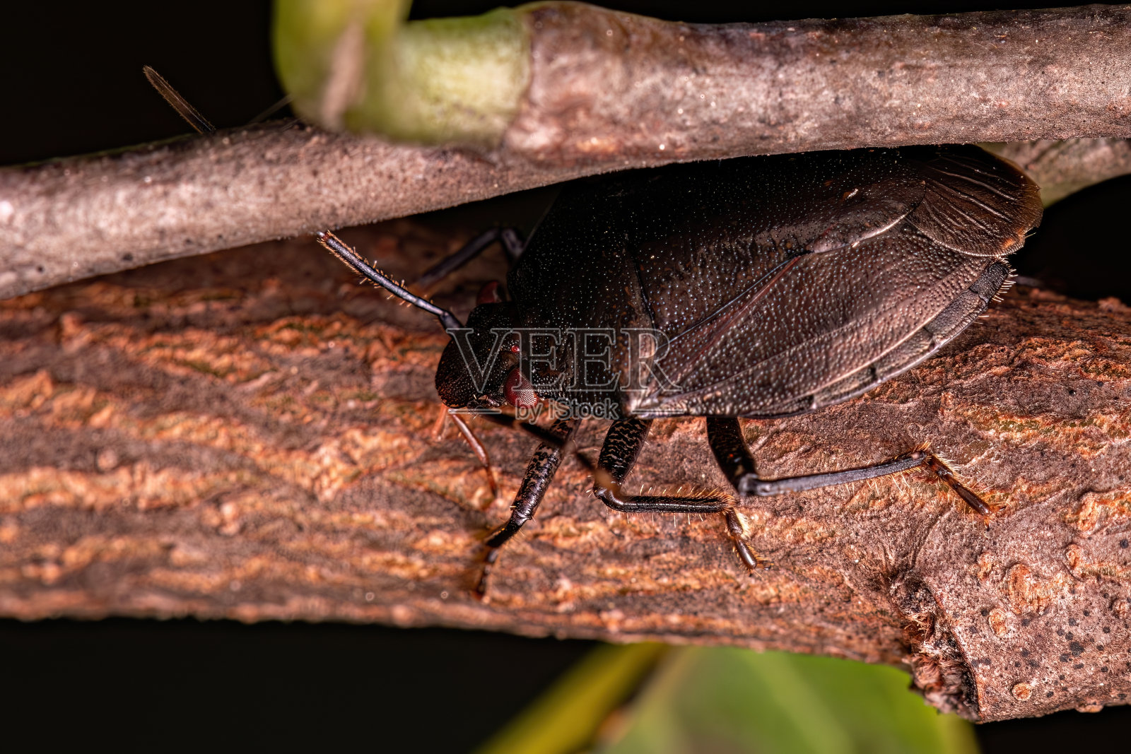 成虫照片摄影图片