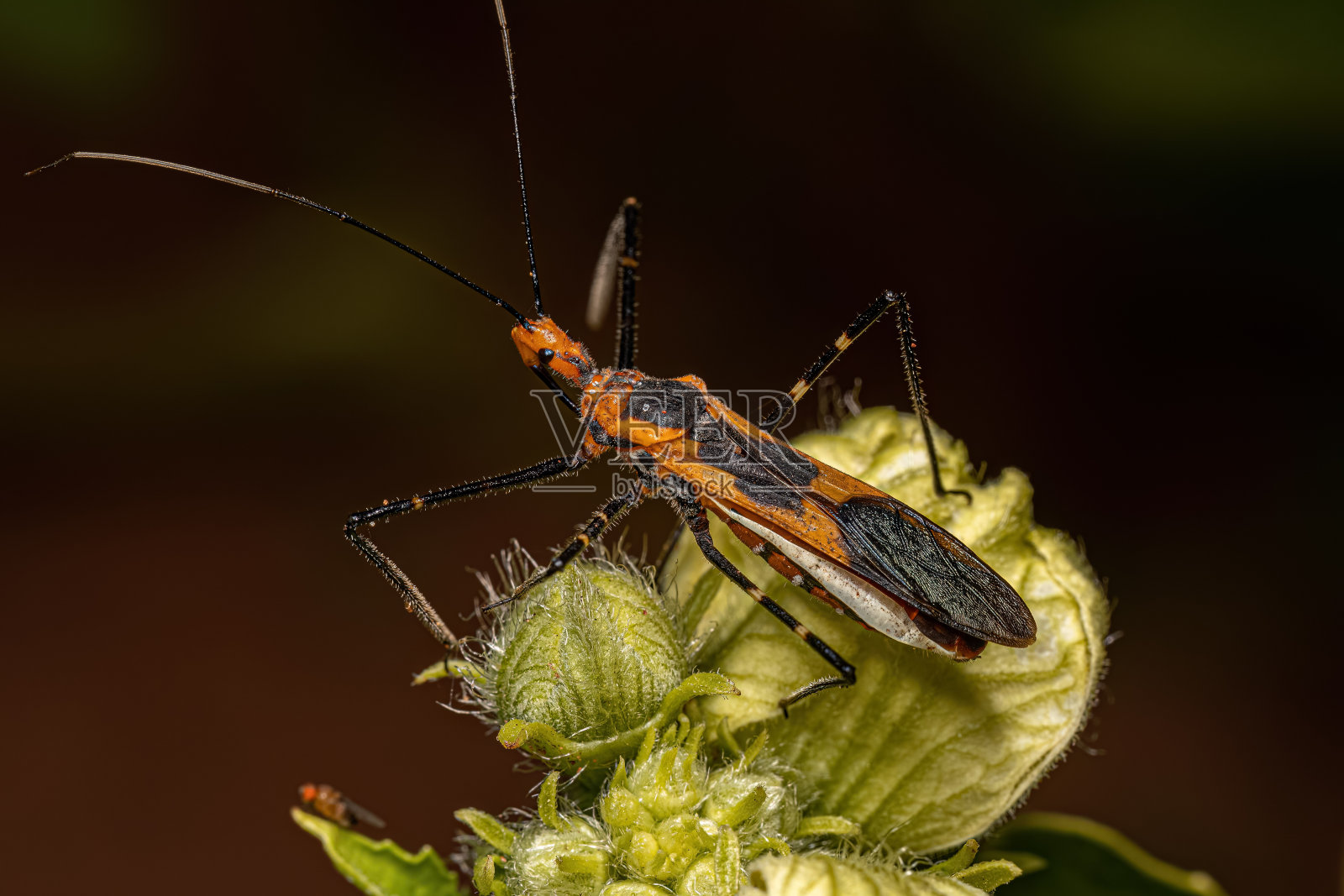 马利筋刺客虫照片摄影图片
