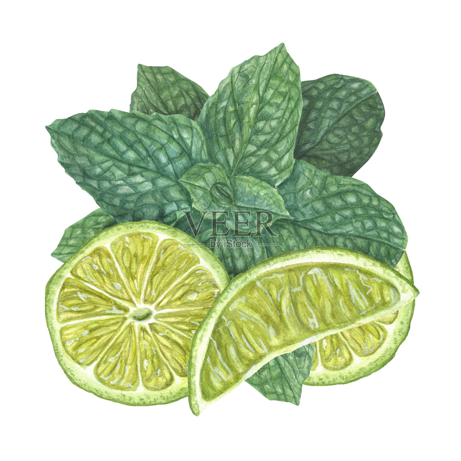 成熟的青柠片，新鲜的绿薄荷枝孤立在白色的背景上。植物水彩插图卡片设计，菜单，庆典设计，鸡尾酒会，传单，印刷品插画图片素材