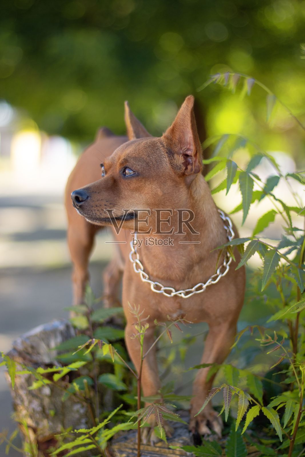 在自然的户外环境中，一只年轻的棕色梗犬靠近郁郁葱葱的树木和灌木丛照片摄影图片