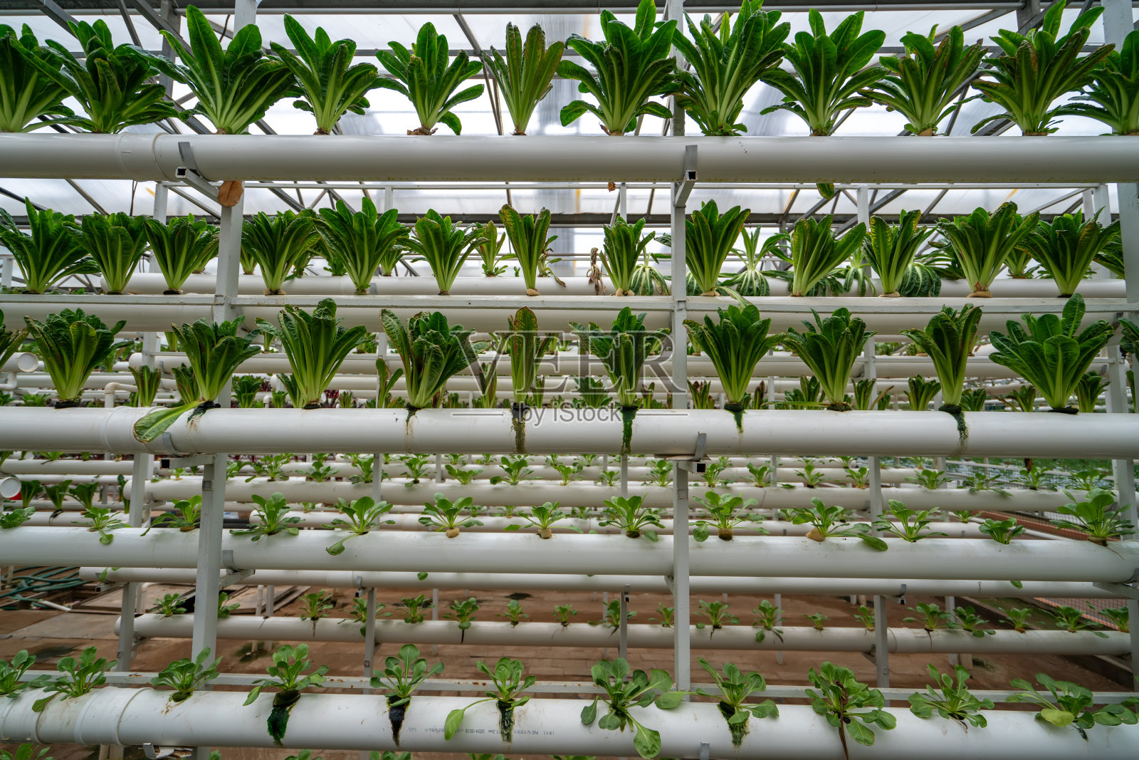 现代生态蔬菜大棚室内景观照片摄影图片