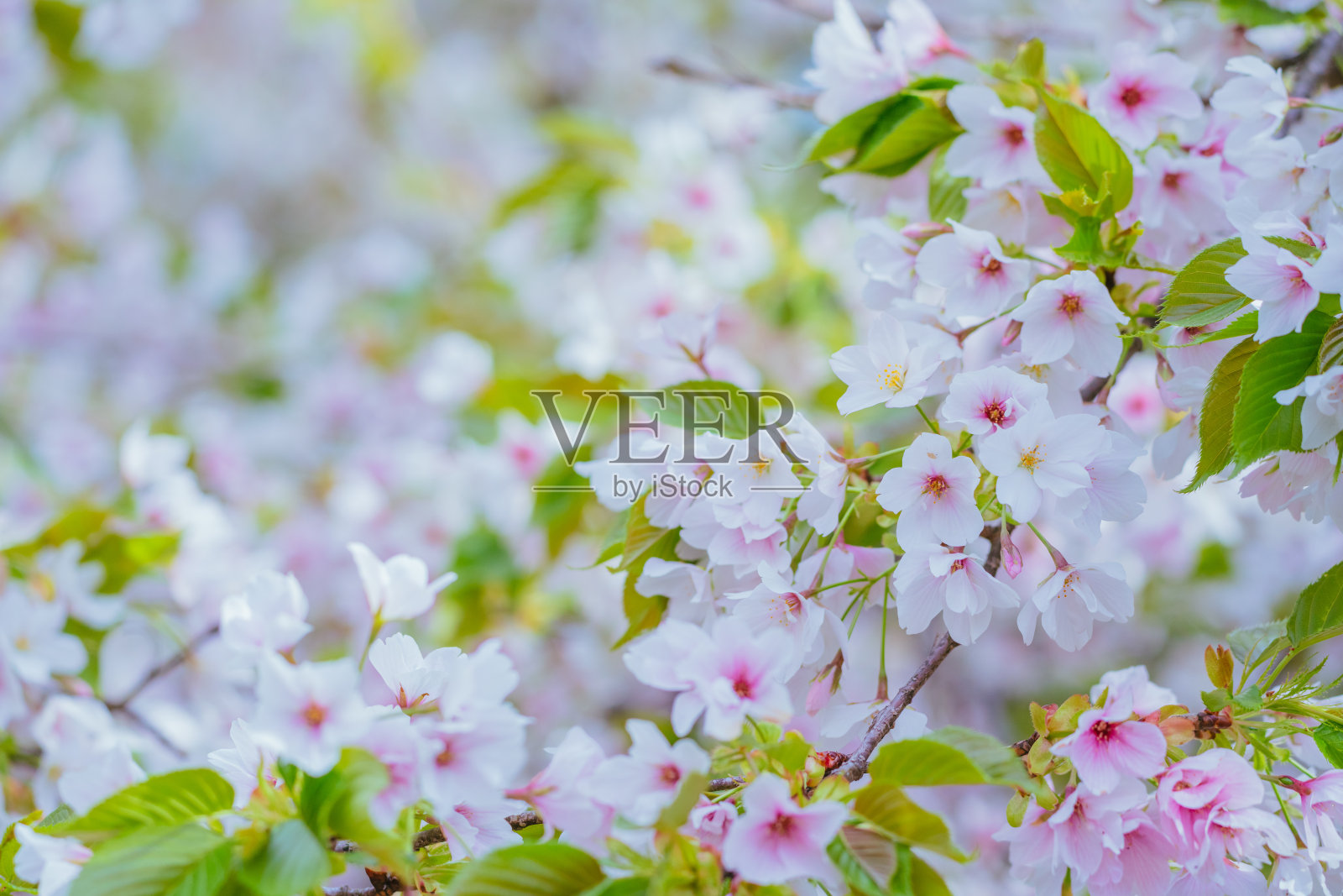 2023年4月，在富士冈的樱山公园，樱花在春天盛开照片摄影图片