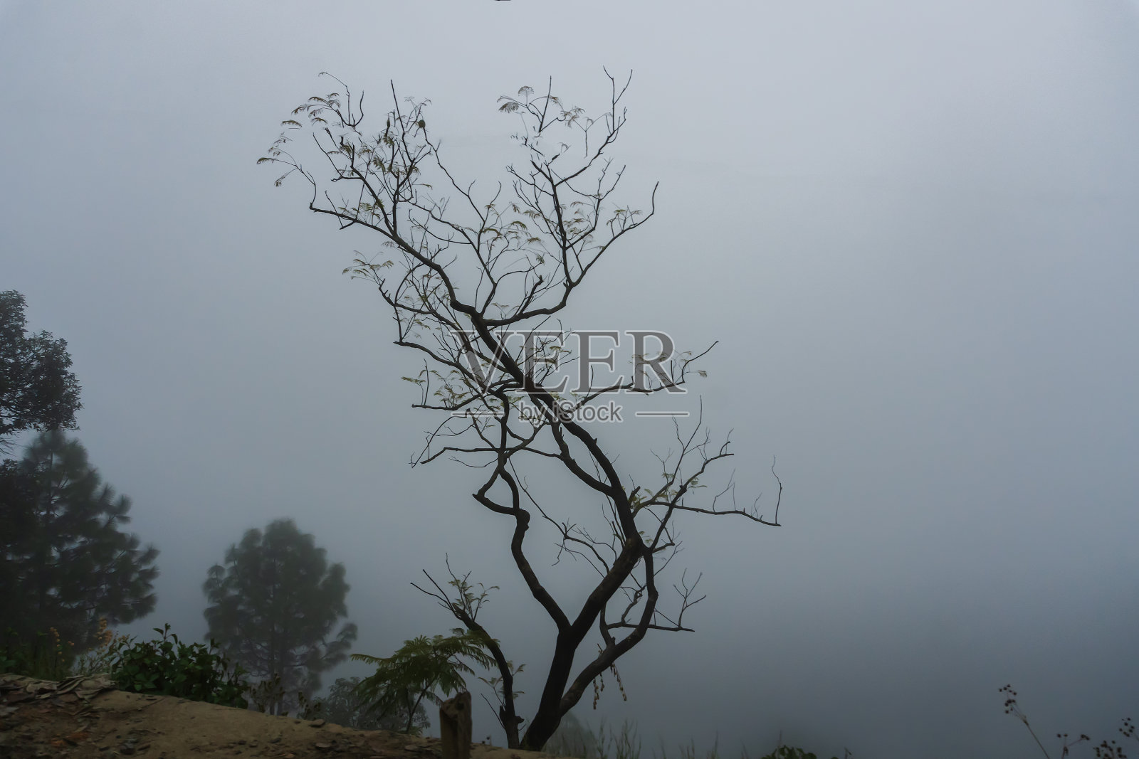 山谷旁的树木弥漫着雾气。喜马拉雅山上美丽的季风。印度北阿坎德邦的加尔瓦尔喜马拉雅山脉。照片摄影图片