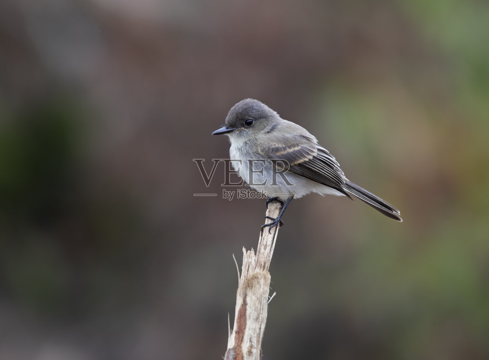 栖息的菲比照片摄影图片