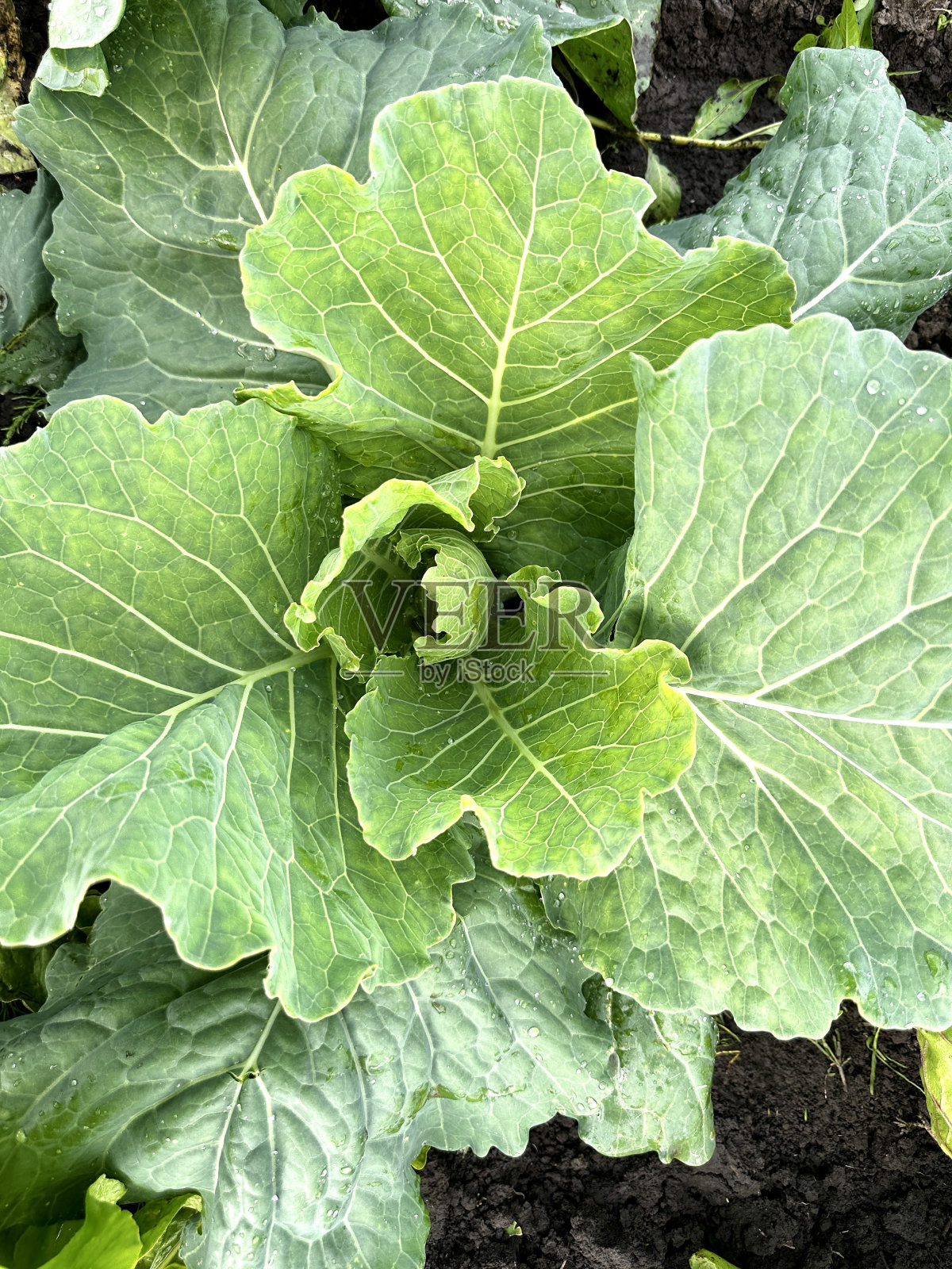 白菜芽照片摄影图片