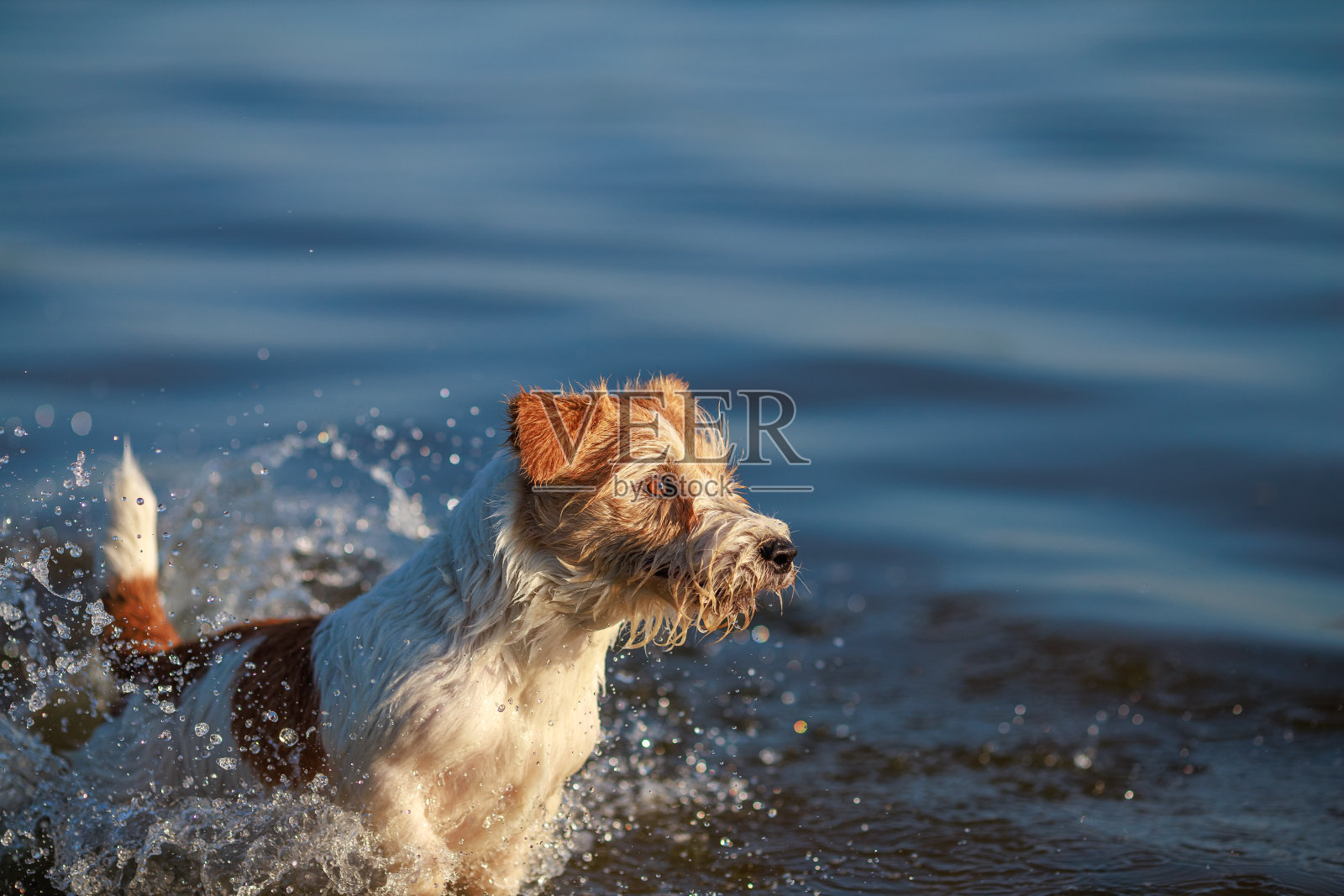 狗在水上奔跑。海滨的湿毛杰克罗素梗。跳的宠物。日落照片摄影图片