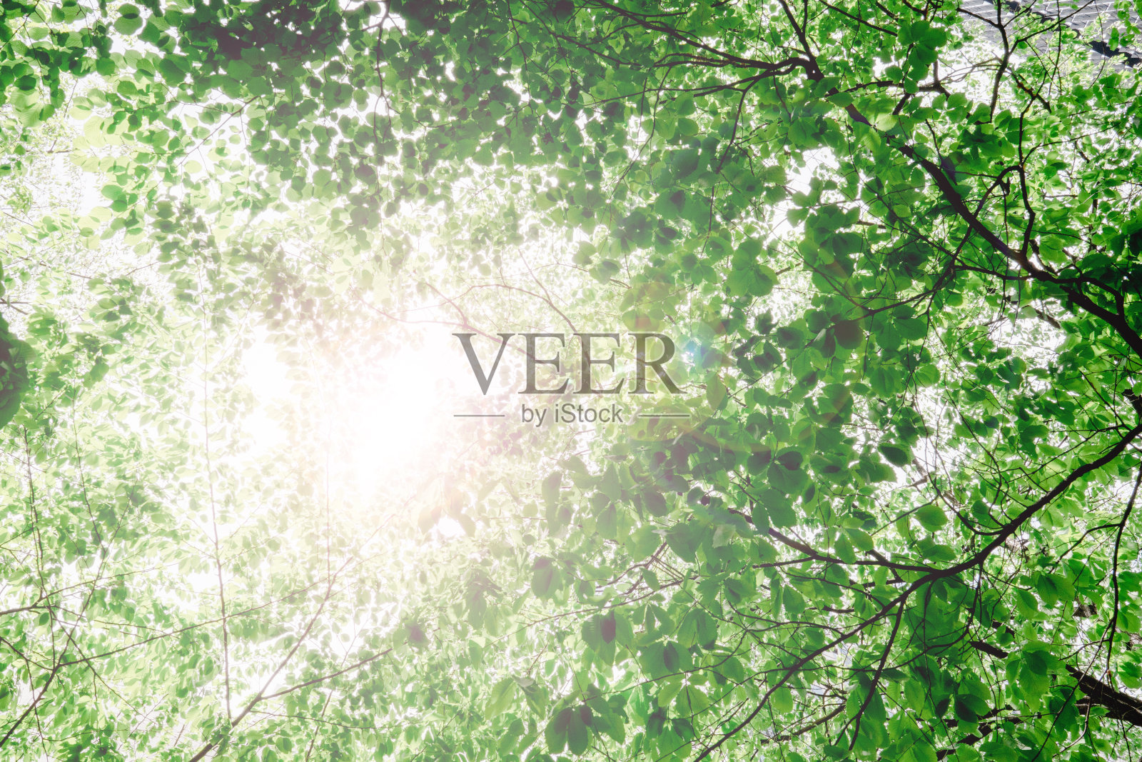 森林绿，天空蓝照片摄影图片