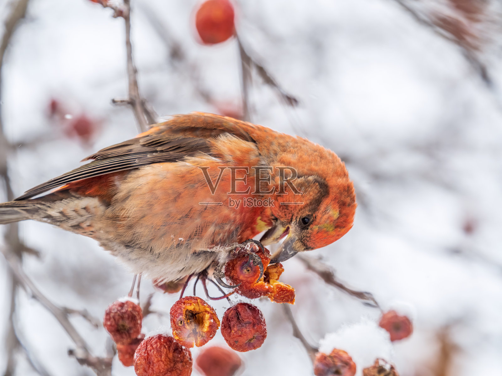红十字嘴雄性坐在树枝上吃野生苹果浆果。横嘴鸟吃浆果。照片摄影图片