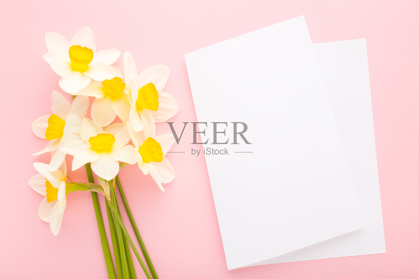 一束新鲜的白色黄色水仙花和空白贺卡在浅粉红色的桌子背景。柔和的颜色。特写镜头。空白的地方为鼓舞人心的文字，引用或谚语。自顶向下视图。照片摄影图片