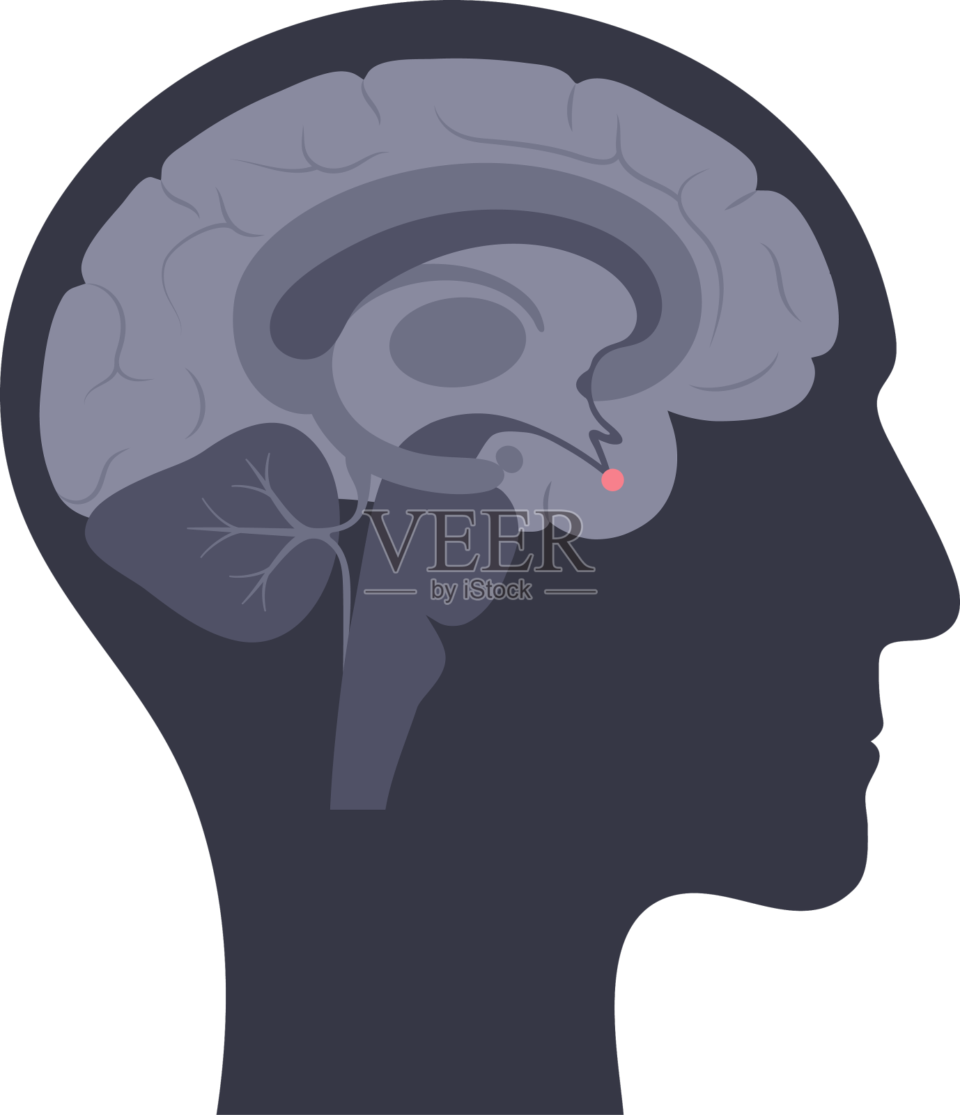 脑垂体解剖学设计元素图片