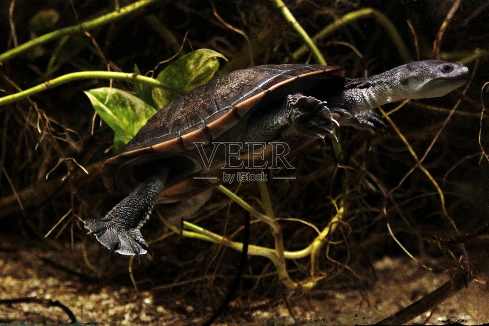 东部长颈龟。Chelodina longicollis照片摄影图片