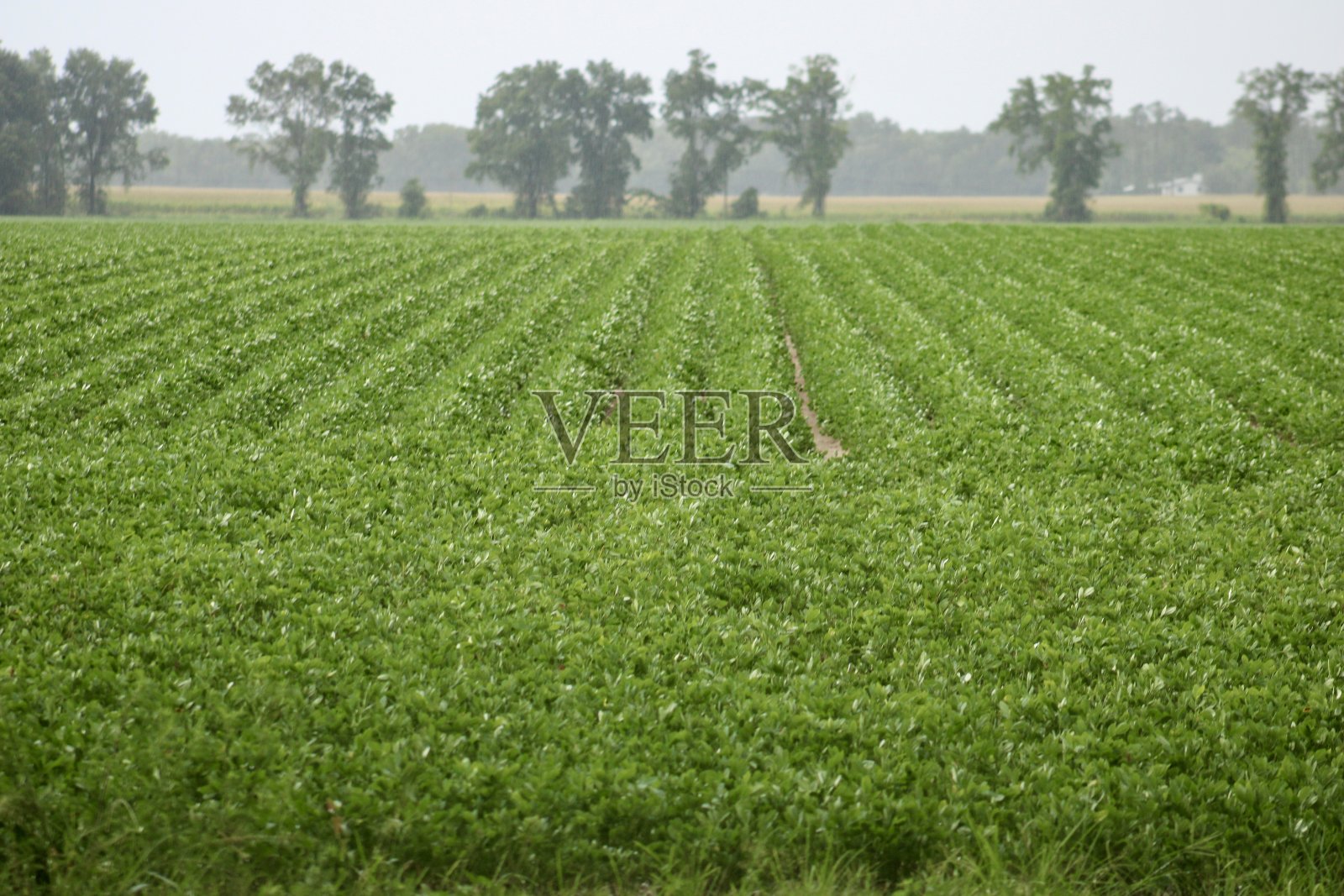 花生领域照片摄影图片