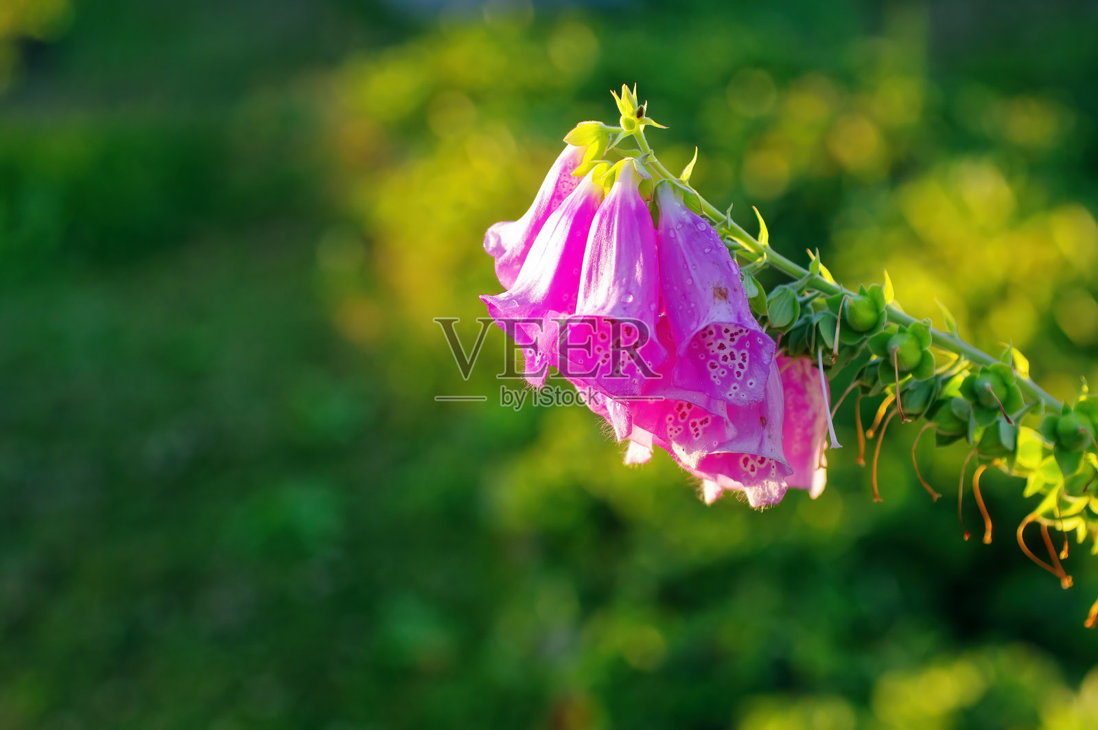 阴暗处淡紫色的花照片摄影图片