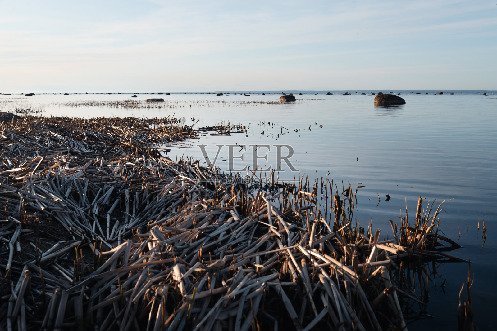 春天海边的干芦苇照片摄影图片