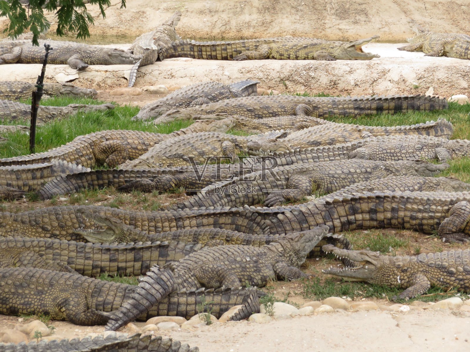 鳄鱼日光浴照片摄影图片