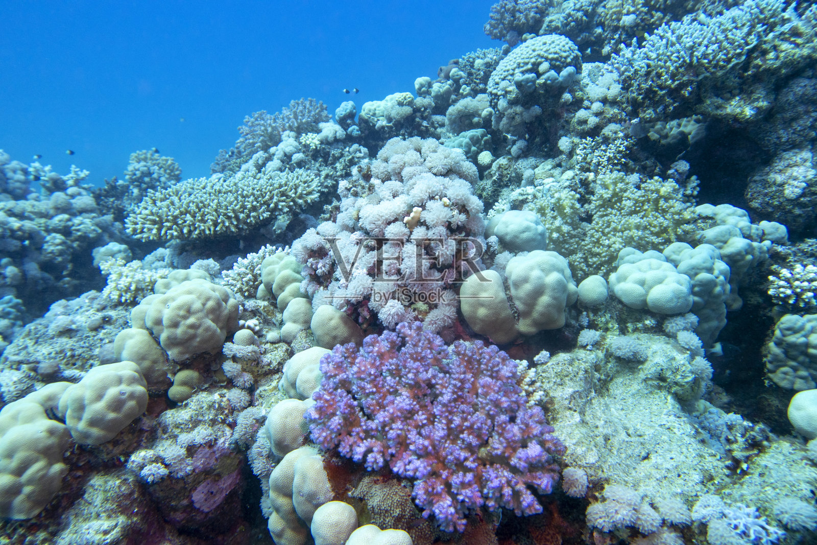 热带海底色彩斑斓的珊瑚礁，各种硬珊瑚和紫色的鹿角珊瑚，水下景观照片摄影图片