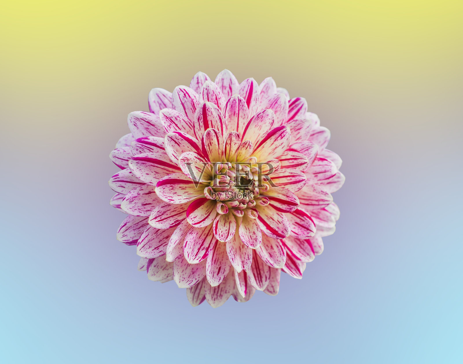 大丽花彩色背景特写照片摄影图片