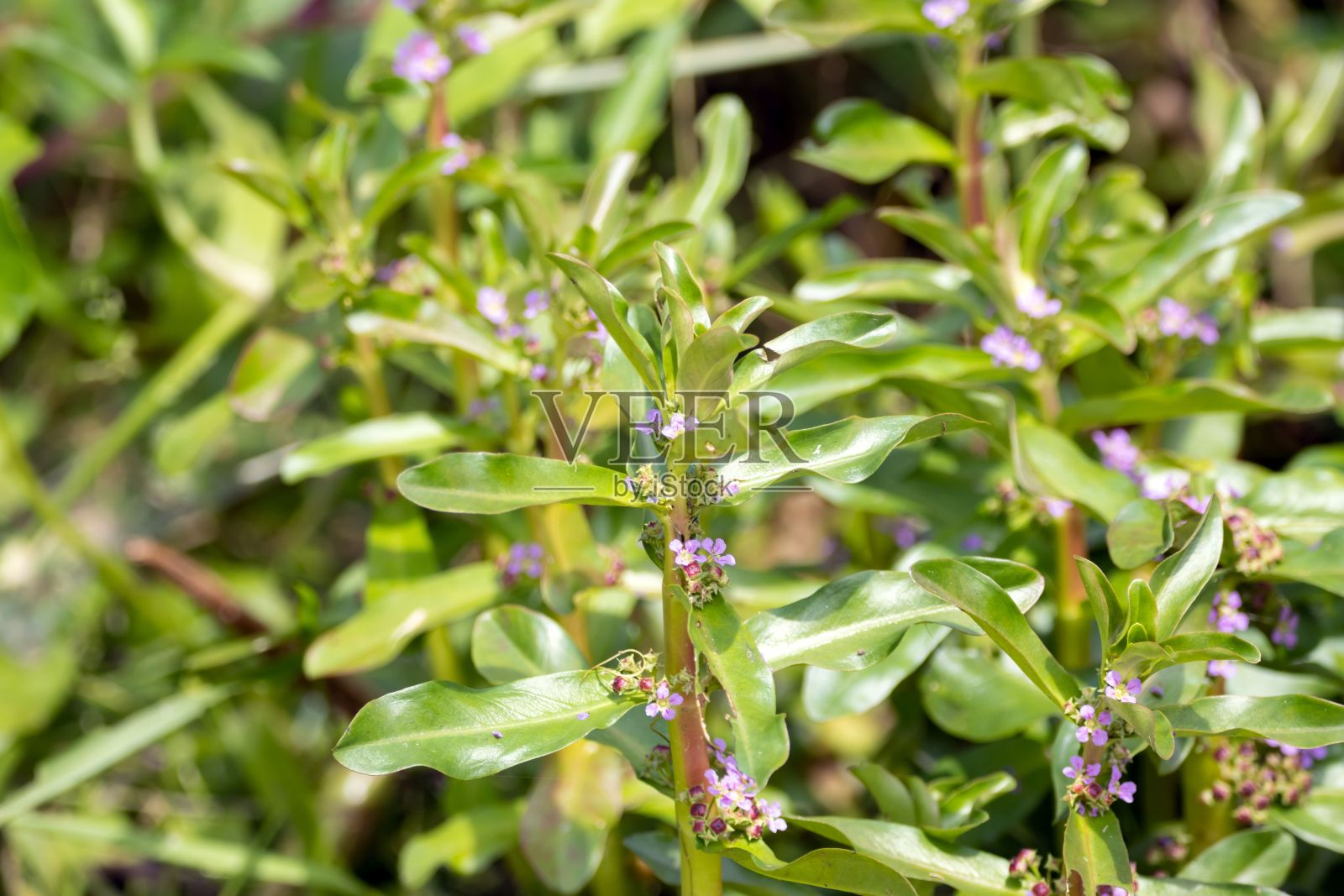 粉红色的菊科植物，凤仙花照片摄影图片