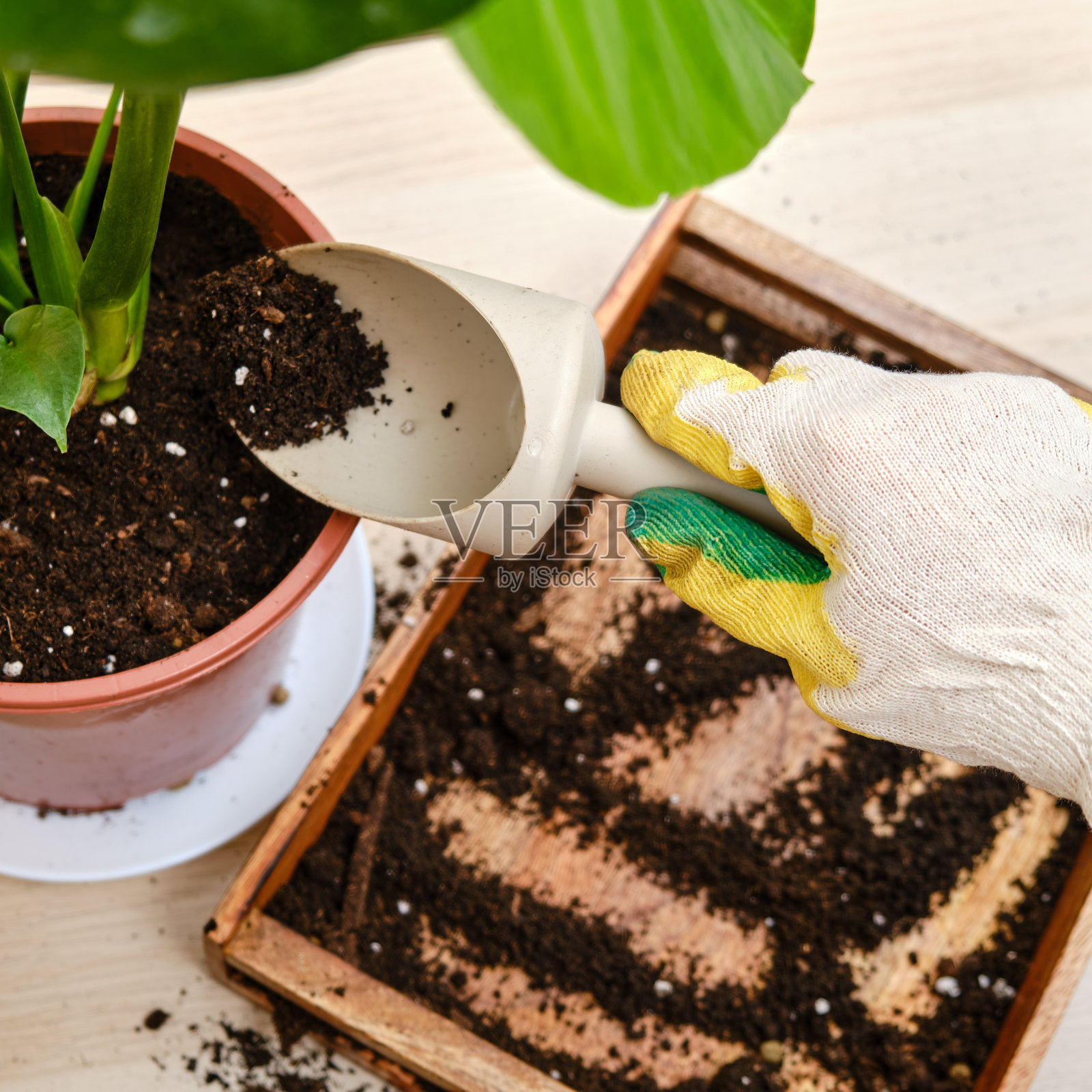 妇女在家庭花园工作，为monstera植物土壤。把花移栽到花盆里，更换客厅里的泥土，diy的爱好照片摄影图片