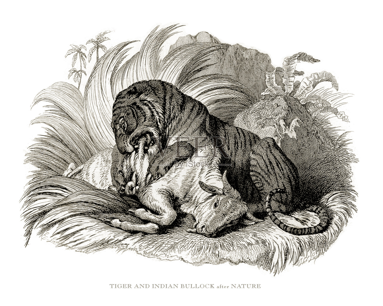 老虎，古董雕刻，老虎和印度公牛雕刻插图插画图片素材