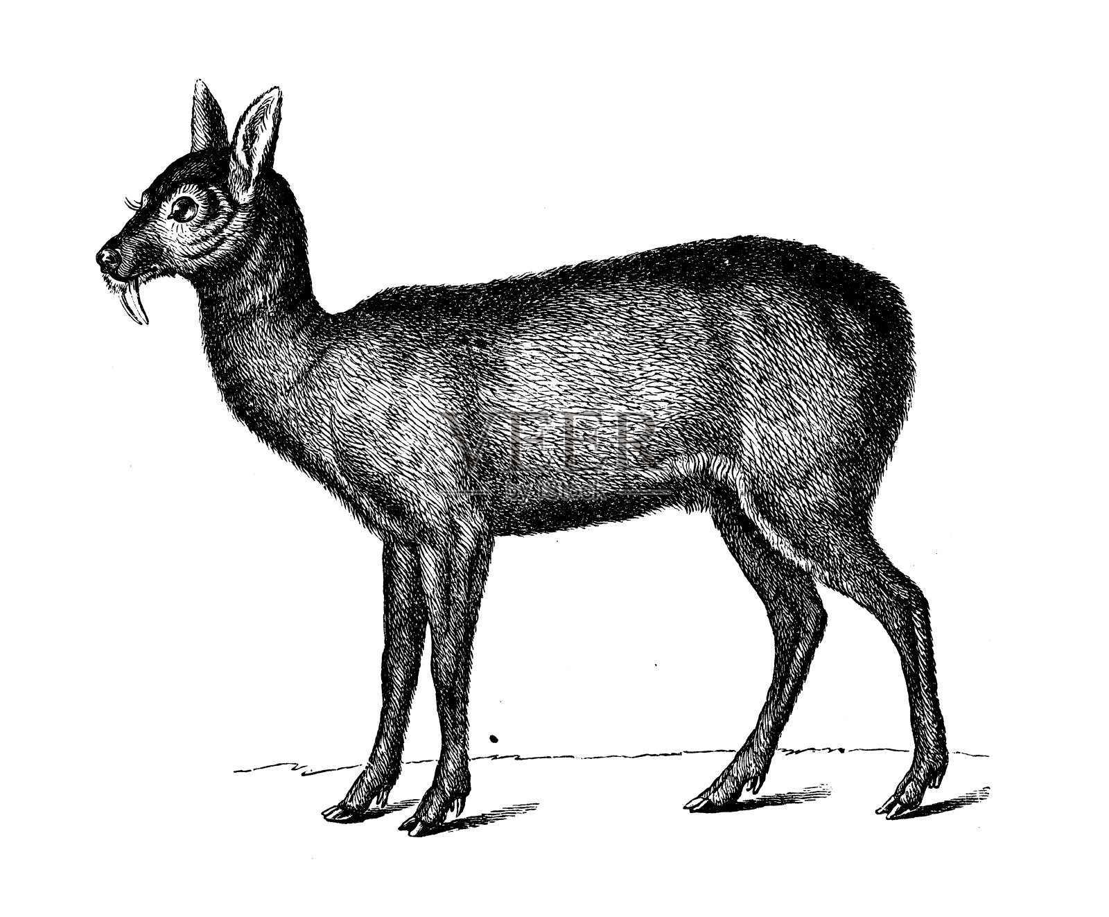 古董生物动物学图片:西伯利亚麝(Moschus moschiferus)插画图片素材