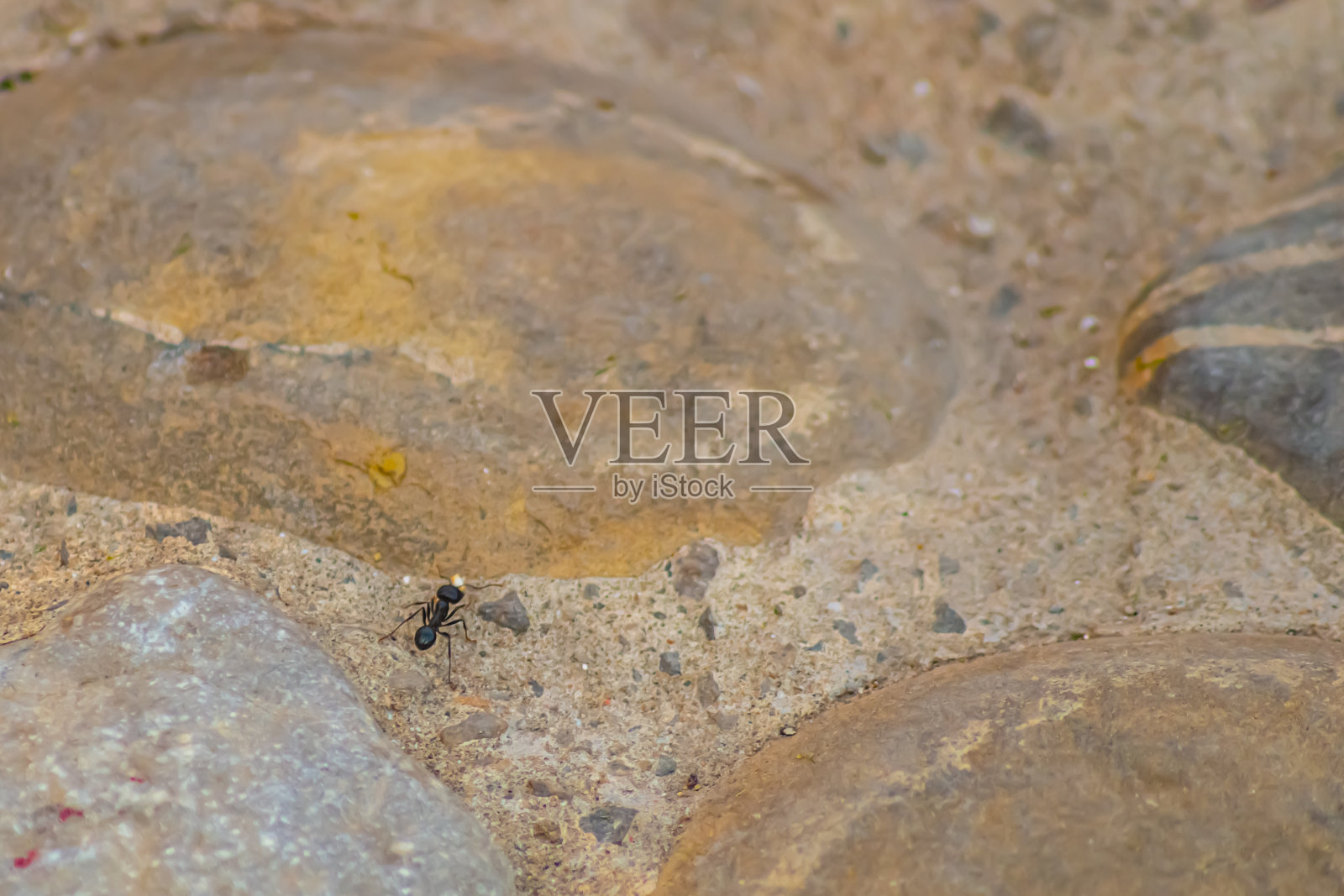 在城市公园里，一只黑蚂蚁找到了食物，正沿着石头人行道把食物带到它的聚居地。野生动物在城市生活中的生存理念和集体生存方式。照片摄影图片