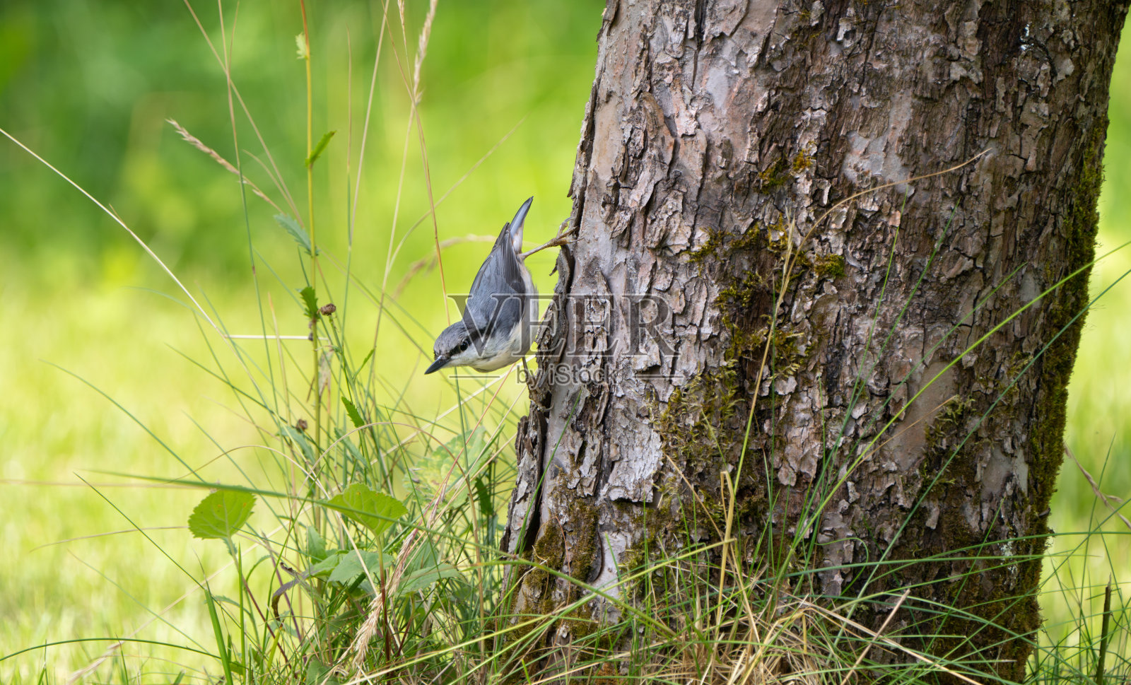 挪威奥斯陆的白胸努萨奇照片摄影图片