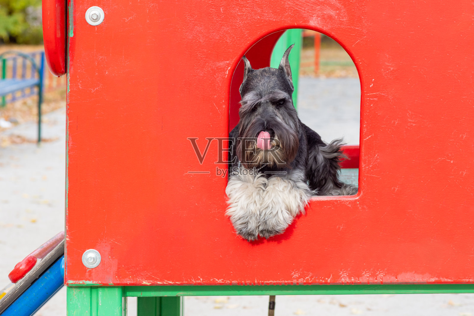 一只可爱的小狗躺在街上的一所红房子里。小狗想念主人。有趣的长胡子雪纳瑞照片摄影图片