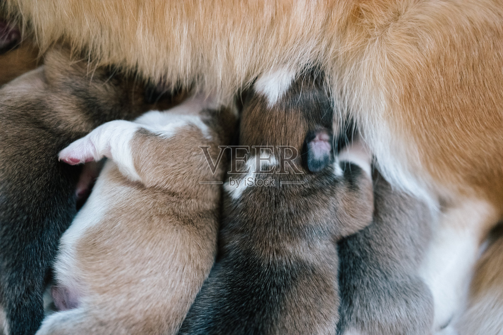 刚出生两天的威尔士柯基小狗正在吮吸妈妈的奶照片摄影图片