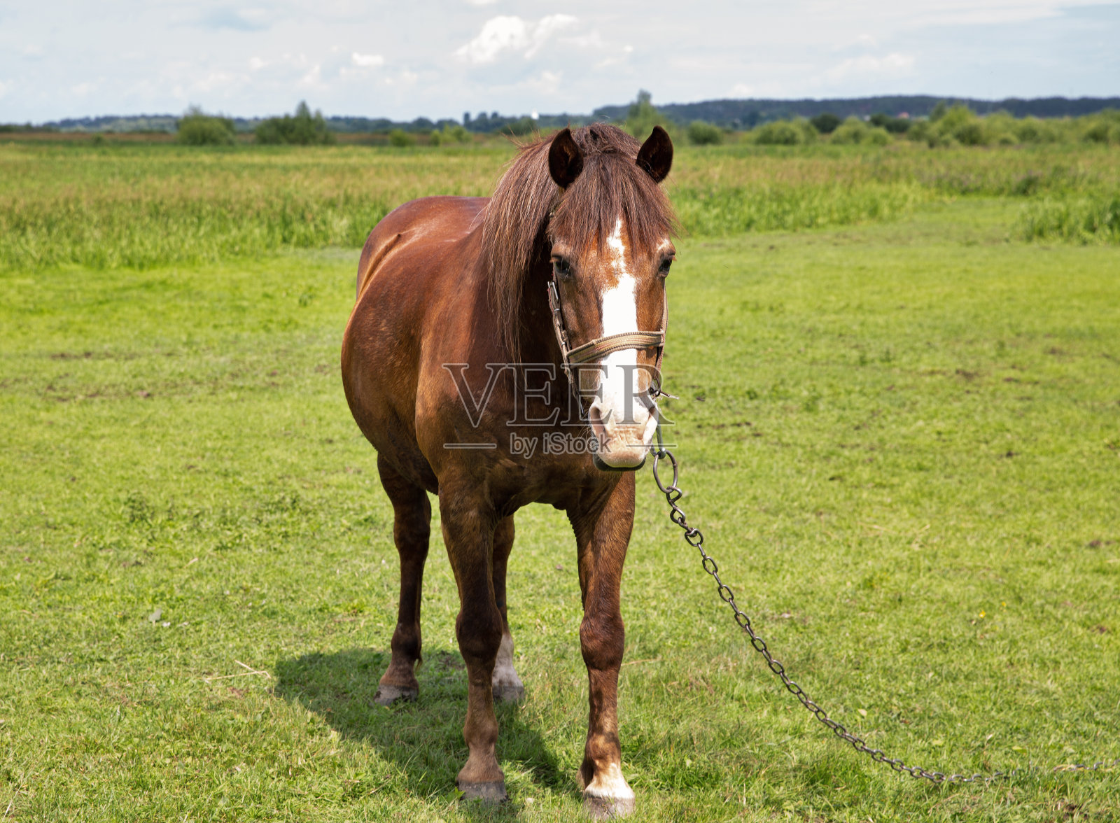 孤独的棕马在草地上吃草照片摄影图片